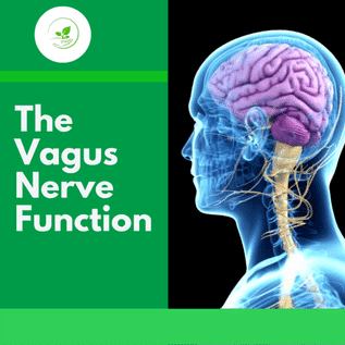 Vagus Nerve Health